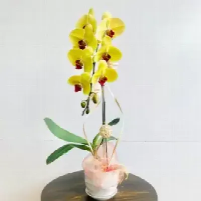 Lan hồ điệp HD002