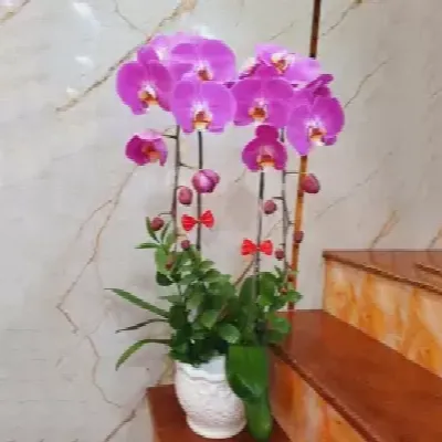 Lan hồ điệp HD001